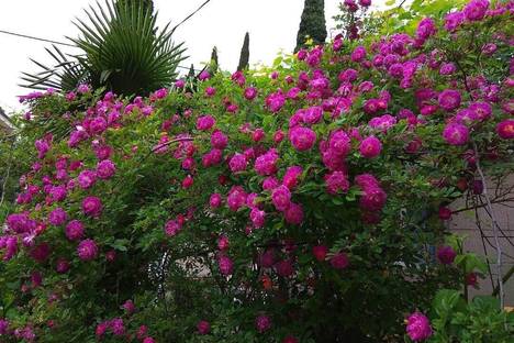 Дом в Алупке, Алупка, ул. Фрунзе, 3А