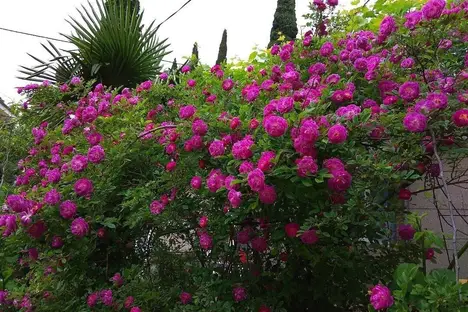 Дом в Алупке, Алупка, ул. Фрунзе, 3А