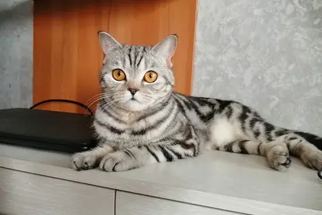 1-комнатная квартира в Сочи, мкр. Больничный городок, Дагомысский пер., 18к4